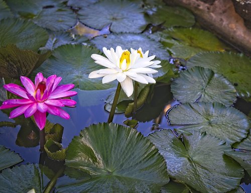 water lilies  lotus water lily  pond
