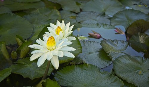 water lilies  aquatic flora  nymphaeaceae