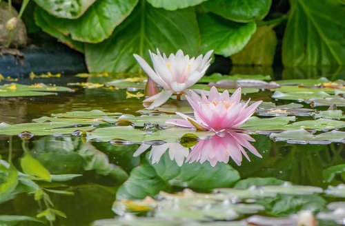 water lilies  pond  plant