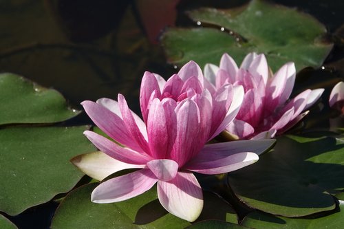 water lilies  purple  pond