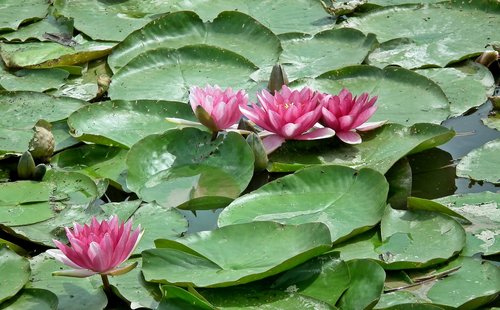 water lilies  flowers  pond