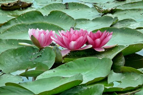 water lilies  flowers  pond