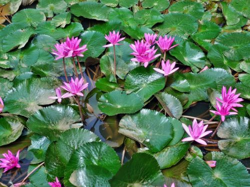 water lilies pink flower