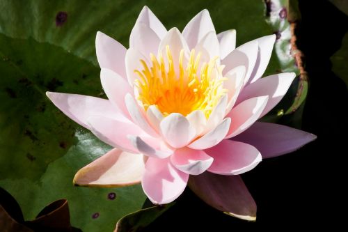 water lilies nymphaea lake rose