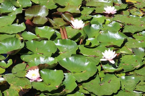 water lilies water flower