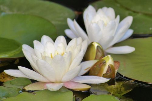 water lilies white aquatic plant