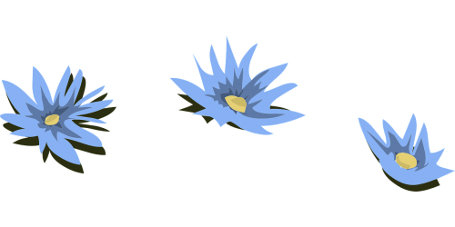 water lilies blue flowers