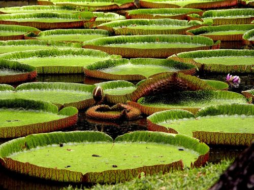 water lilies exotic asia