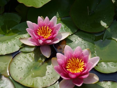 water lilies water aquatic plant