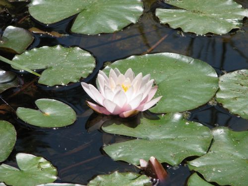 water lilies nature flower