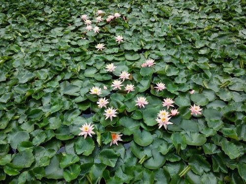 water lilies plant the scenery