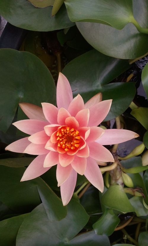 water lilies lotus plants