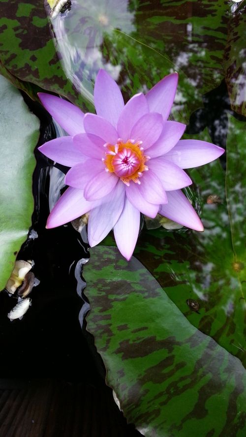 water lilies lotus plants