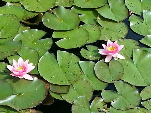 water lilies flower water flowers