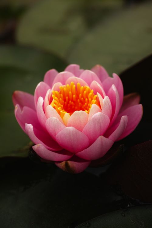 water lilies pink flower shyness