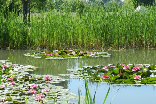 water lilies flowers public garden