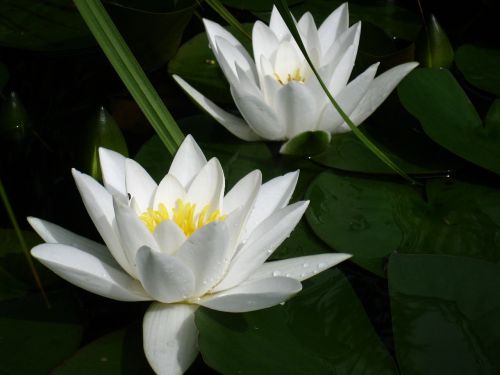 water lilies white leaf