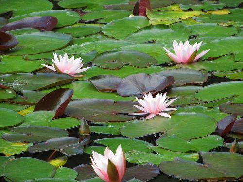 water lilies pink blossom