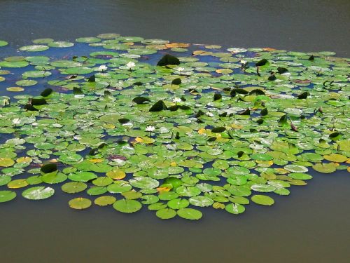 Water Lilies On A Pond