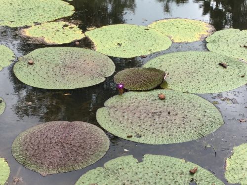water lillies pond exotic
