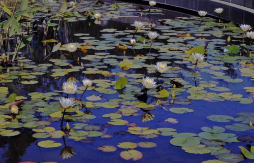 Water Lilies Background