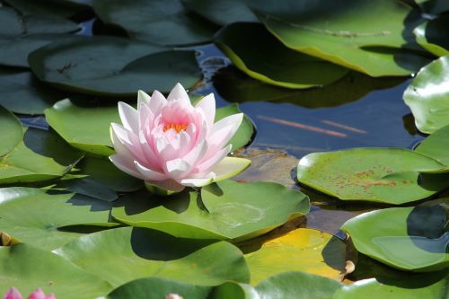 water lilly flower water