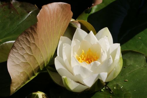 water lilly flower pond