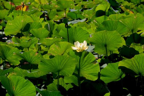 water lilly lake water