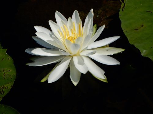 water lilly lily water