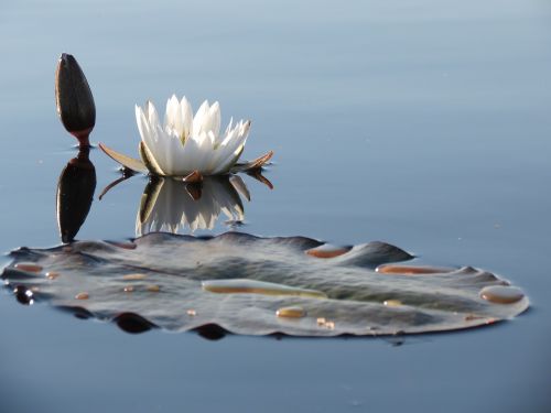 water lilly calmness nature