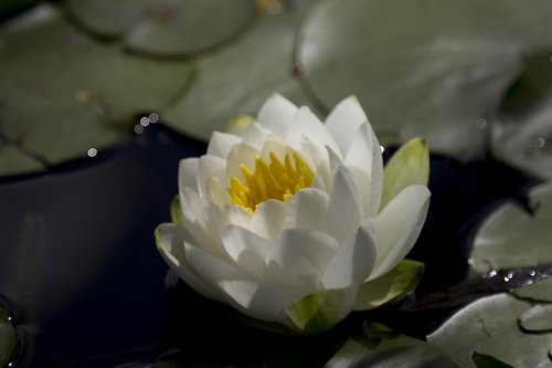 water lilly  flower  pond