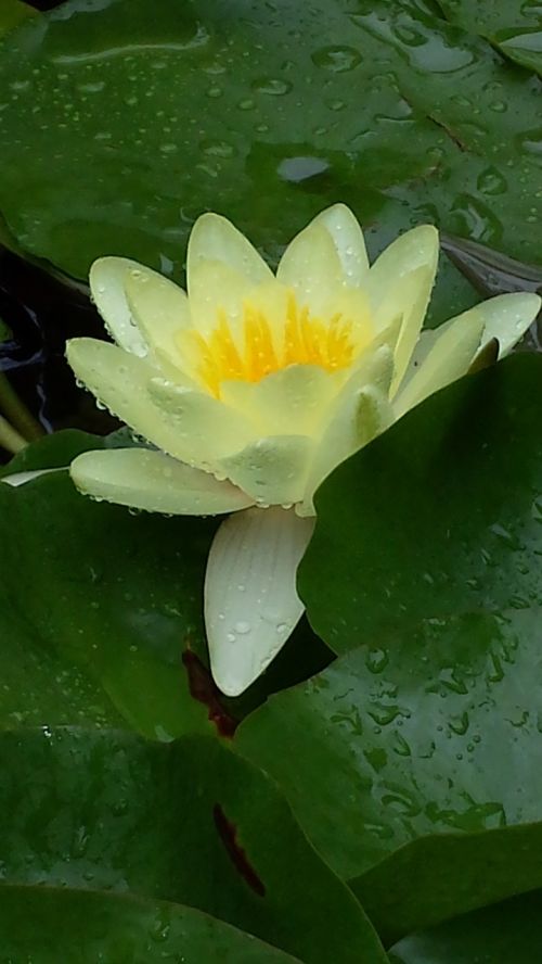 water lilly pond floral