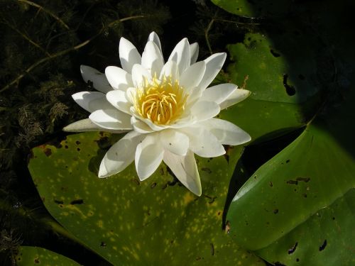 water lily danube water