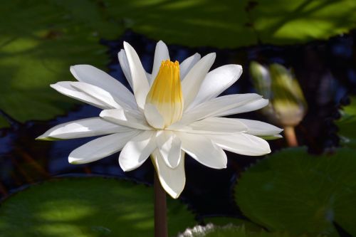 water lily white blossom