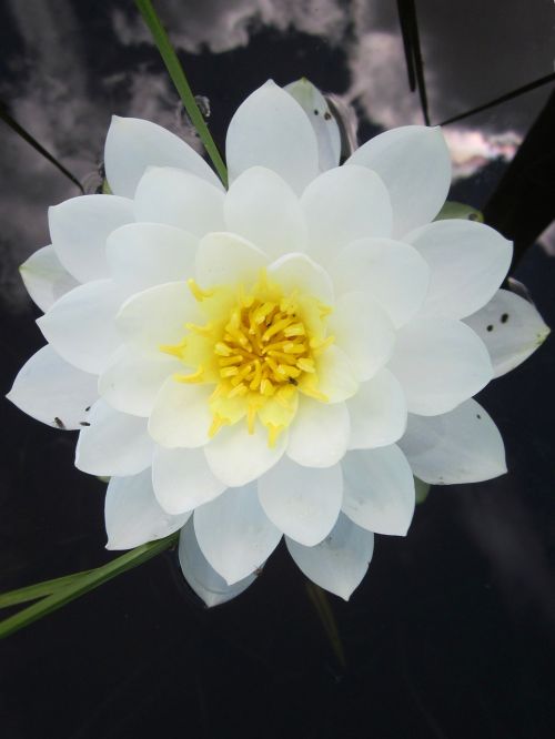 water lily white flower