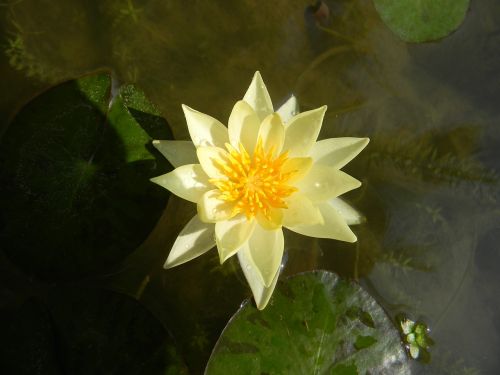 water lily flower nymphaea