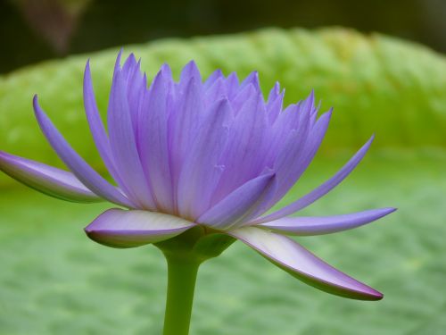water lily aquatic plant flower