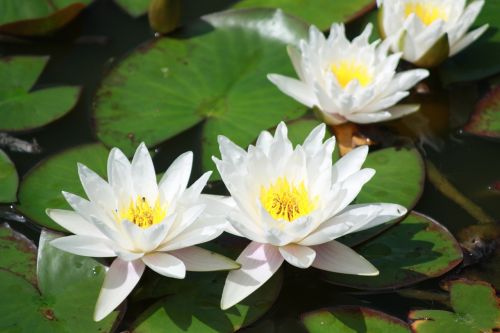 water lily tiszafüred tisza