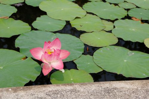 water lily pink blossomed