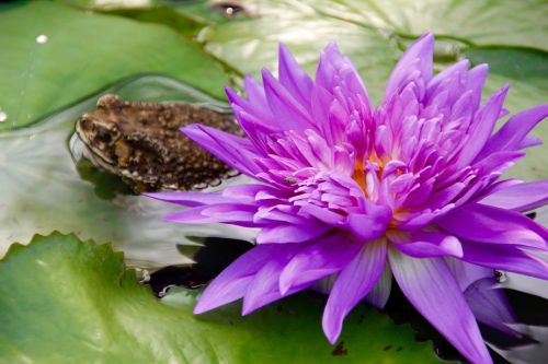 water lily purple blossomed