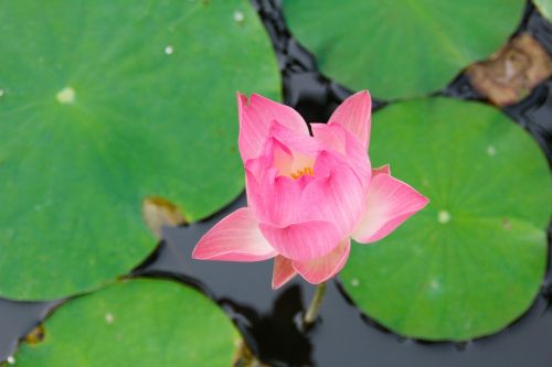 water lily pink blossomed
