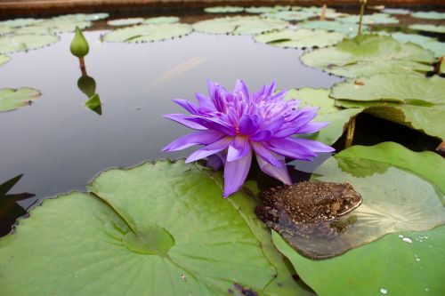 water lily purple blossomed