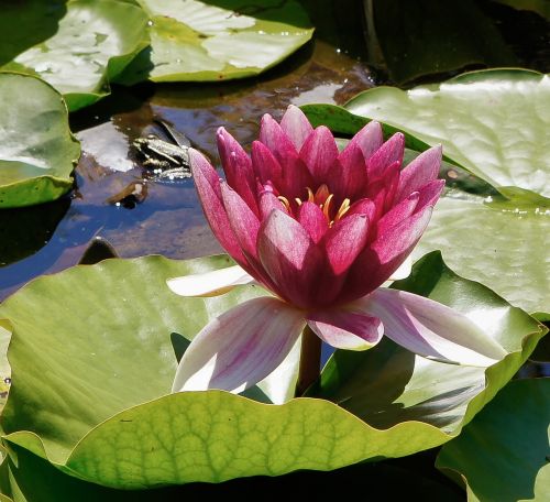 water lily blossom bloom