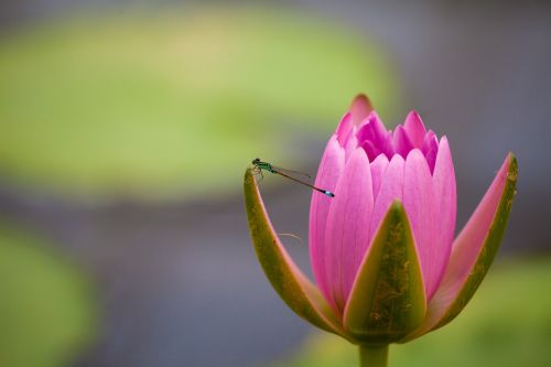 water lily dragonfly nature