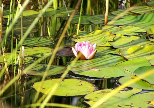 water lily pink rose pond