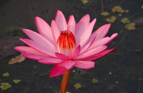 water lily flower red water lily