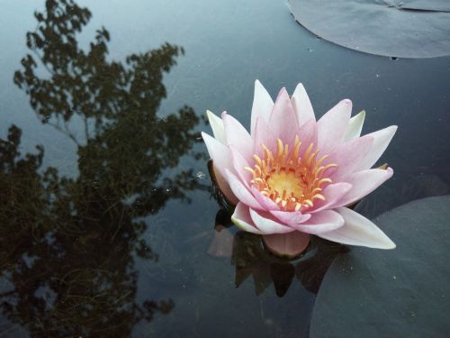 water lily autumn pond