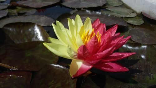 water lily aquatic plants ponds