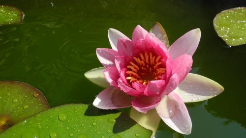 water lily pond aquatic plant