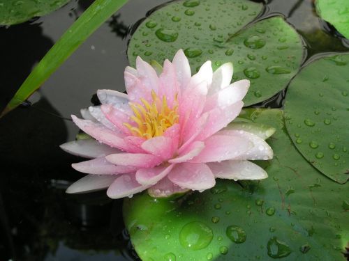 water lily water aquatic plant